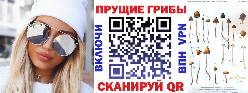купить закладку Шадринск Псилоцибиновые грибы прущие грибы